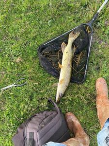 Northern Pike