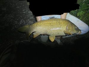 Common Carp