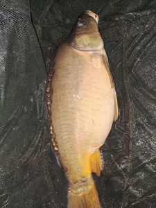 Mirror Carp