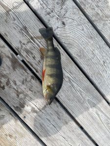 Yellow Perch