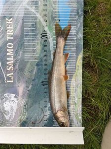 Arctic Char