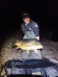 Common Carp