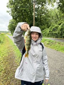 European Perch