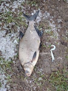 Common Bream