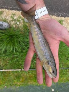 Brown Trout