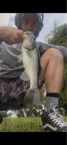 Largemouth Bass
