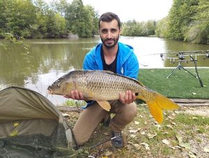 Common Carp