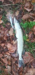 Northern Pike