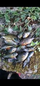 Green Sunfish