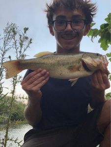 Largemouth Bass