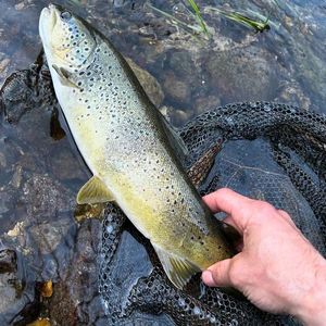 Brown Trout