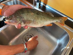 European Perch