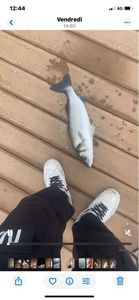 European Bass (Seabass)