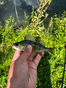 European Perch