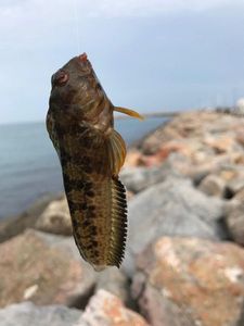 Black Goby