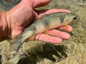 Brown Trout