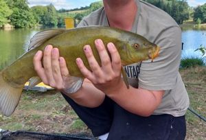 Tench