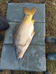 Mirror Carp