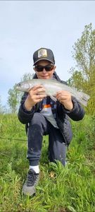 Rainbow Trout