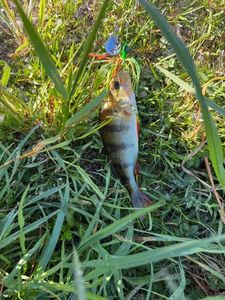 European Perch