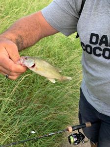 Smallmouth Bass