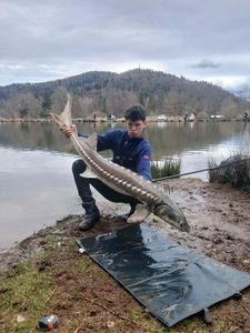 Shortnose Sturgeon