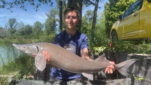 Sturgeon