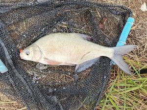 Common Bream