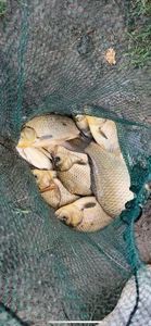 Crucian Carp