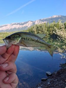 Largemouth Bass