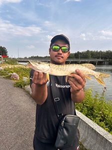 Northern Pike