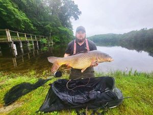Common Carp