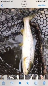 Brown Trout