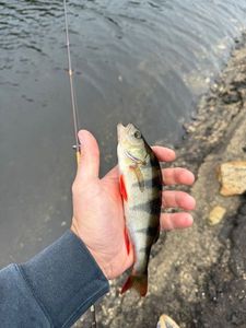 European Perch