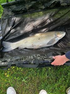 Grass Carp