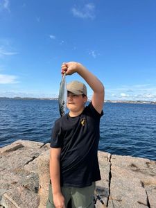 Mackerel