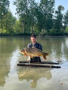Common Carp