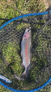 Rainbow Trout