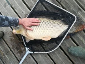 Common Carp