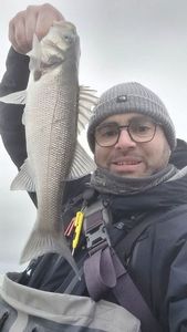 European Bass (Seabass)