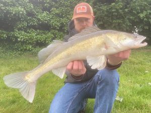 Zander