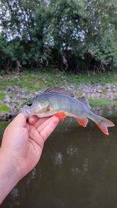 European Perch