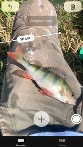 European Perch