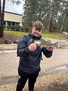 Largemouth Bass
