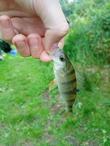 European Perch