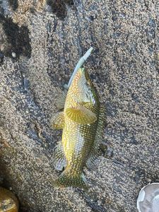 Ballan Wrasse