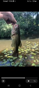 Largemouth Bass