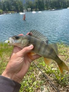 European Perch
