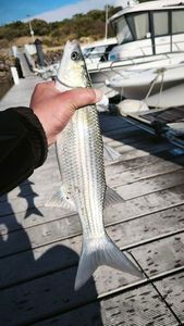 Thicklip Grey Mullet