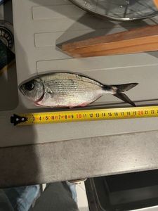 Saddled Seabream